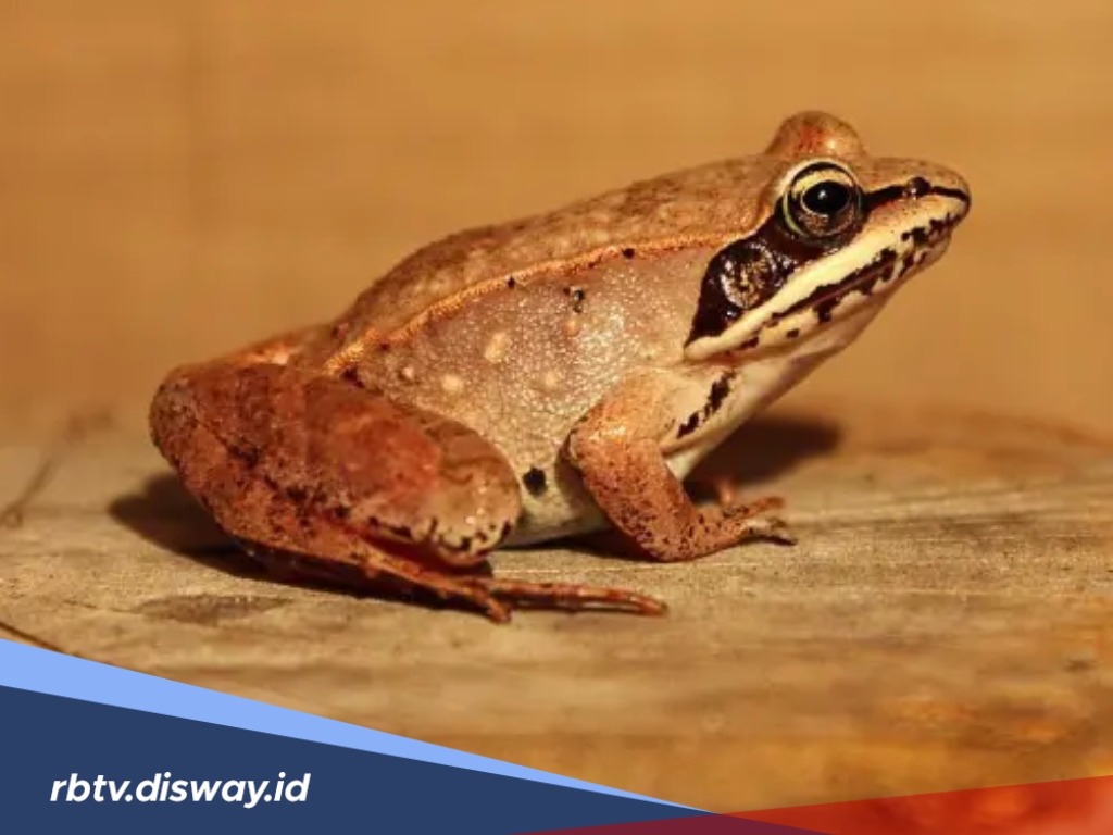 Hujan Katak di Brazil Benar-benar Terjadi, Bolehkan Dibunuh? Begini Penjelasannya Dalam Islam 