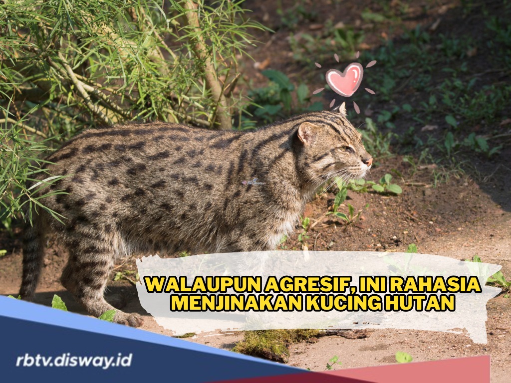 10 Cara Menjinakan Kucing Hutan dengan Cepat, Nomor 1 Paling Penting