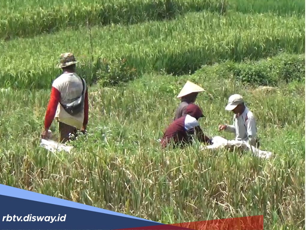 Bengkulu Utara Dapat Penambahan Pupuk Subsidi, 61 Ton Urea dan 100 Ton Npk, Penyaluran Diperketat