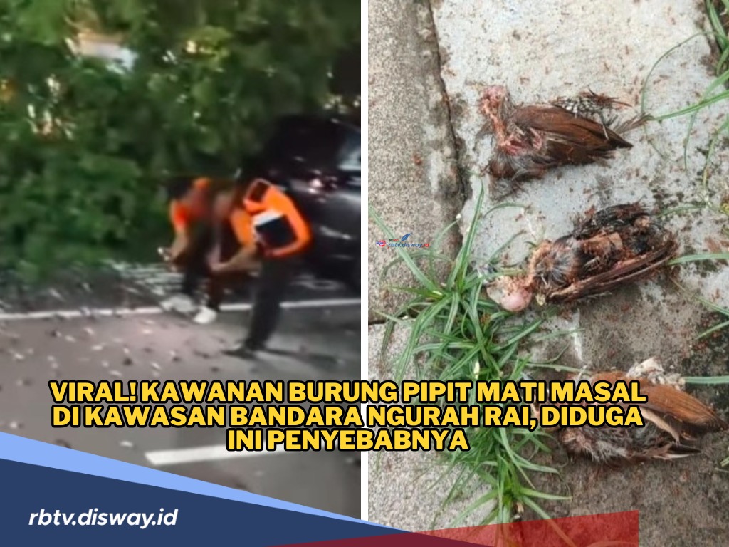 Aneh, Ratusan Burung Pipit Mati Masal Mendadak di Sekitar Bandara Ngurah Rai