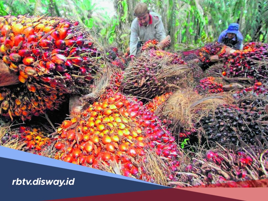 Harga Sawit di Sumatera Selatan, Ditetapkan Naik Periode 31 Juli 2024, Segini Angka Kenaikannya