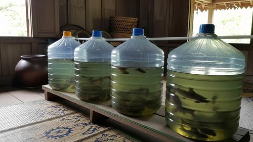 Cara Budidaya Ikan Lele Pakai Galon, Menguntungkan dan Mudah Dijalankan