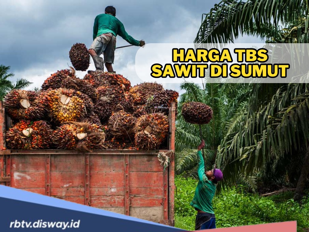 Update Terbaru Harga TBS Sawit di Sumatera Utara Periode 16-22 April 2025, Bandingkan dengan Daerahmu