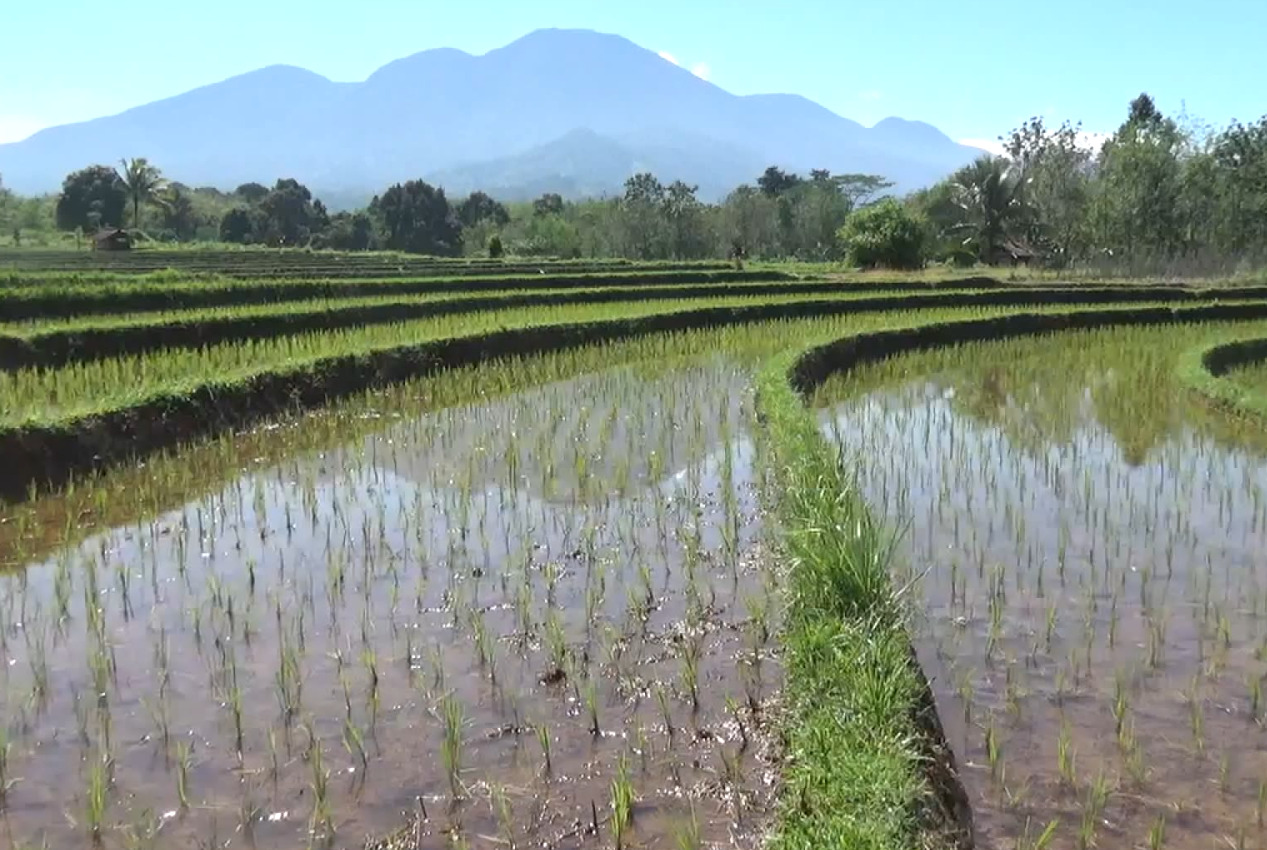 Di Bengkulu Utara, Pupuk Subsidi Bisa Ditebus Mulai Januari 2026