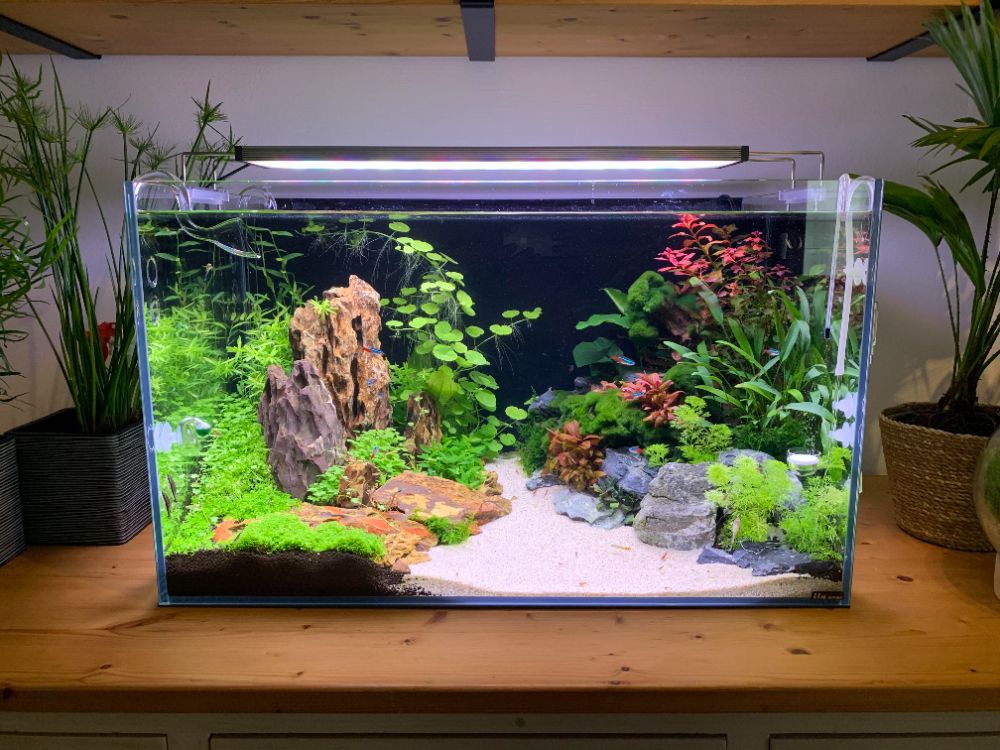 Aquascape, Taman Mini di Dalam Akuarium, Ini Komponen dan Fungsinya