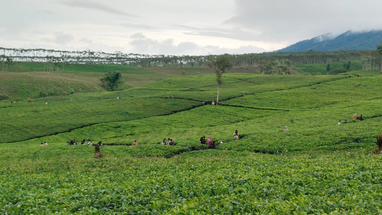 Pesona Kebun Teh Kabawetan Kepahiang di Mata Wisatawan Tahun Baru