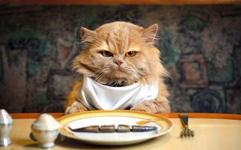 Mana yang Bagus, Beri Makanan Kering atau Basah untuk Kucing Kesayanganmu?