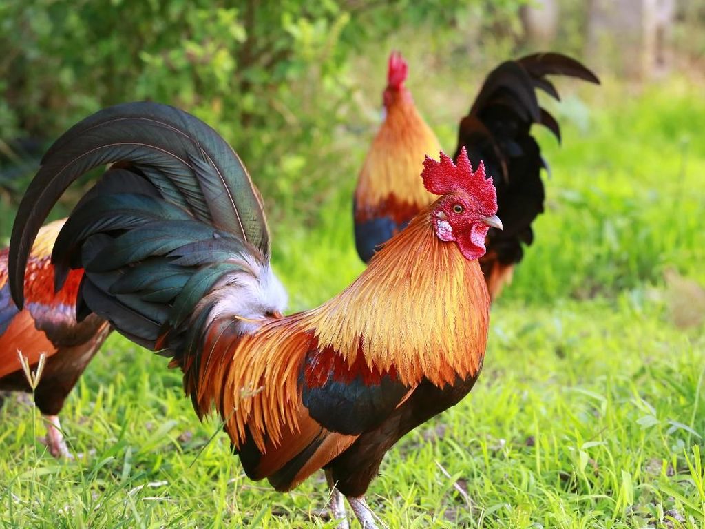 Suka Memelihara Ayam Jago? Ini Jenis Katuranggan Ayam Bangkok yang Membawa Keberuntungan