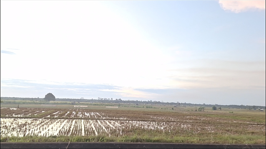 Antisipasi Kekeringan, Dinas Pertanian Mukomuko Petakan Lahan Rawan dan Minta Petani Hemat Air
