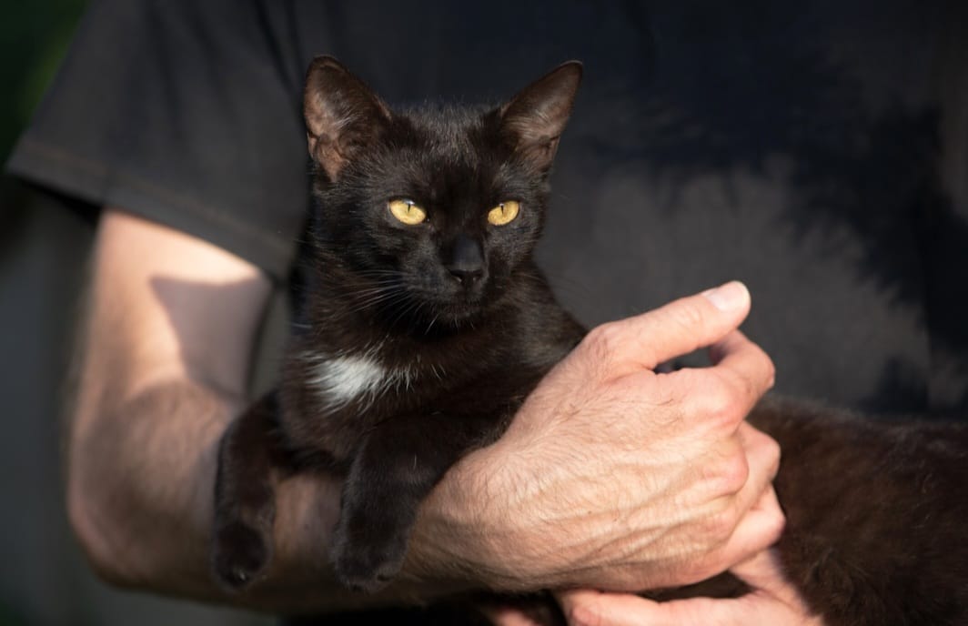 Erat Kaitannya dengan Hal Mistis, Ternyata Kucing Hitam Pembawa Keberuntungan 