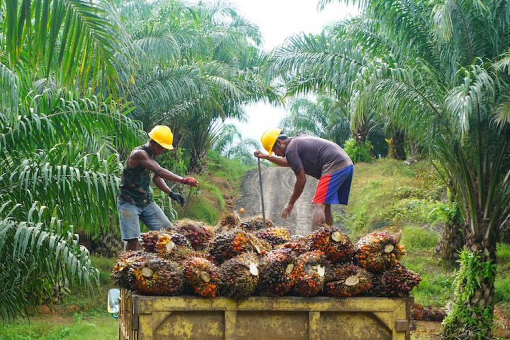 10 Largest Palm Oil Producing Regions in Indonesia