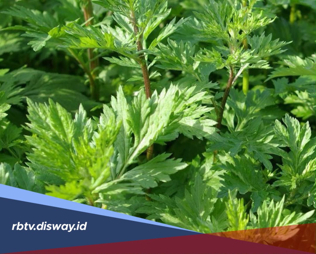 Cara Alami Menjadi Cantik dengan Daun Kenikir, Begini Cara Mengolahnya