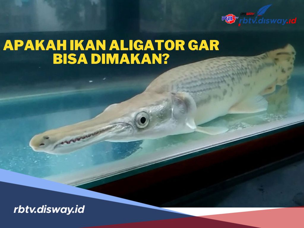 Apakah Ikan Aligator Gar Bisa Dimakan? Begini Penjelasannya