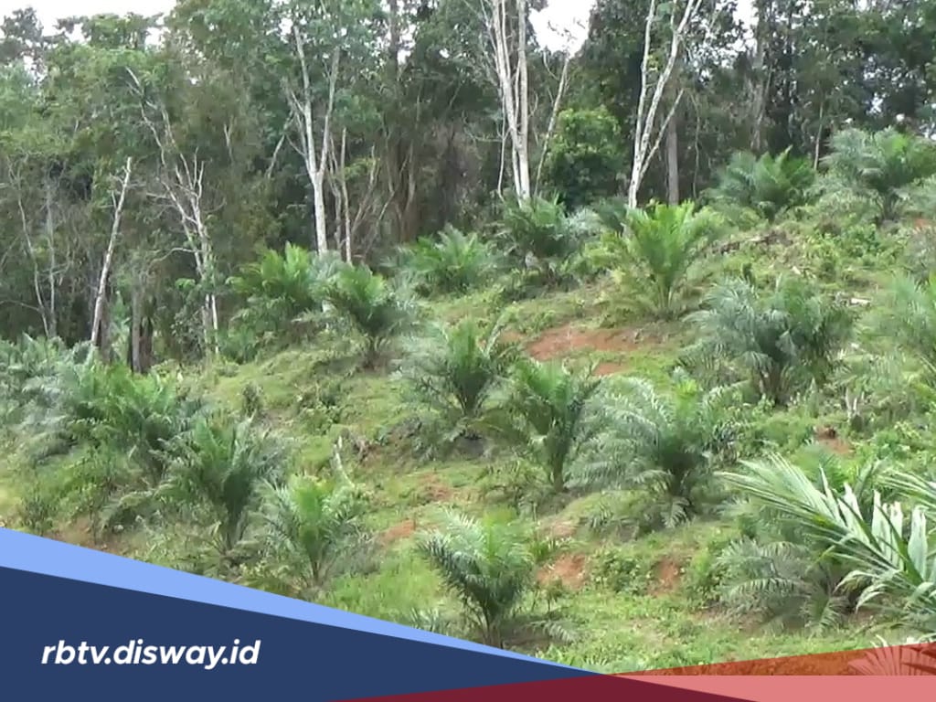 694 Hektare Lahan Sawit di Bengkulu Utara Sudah Terima Dana, Sebagian Terkendala Bibit