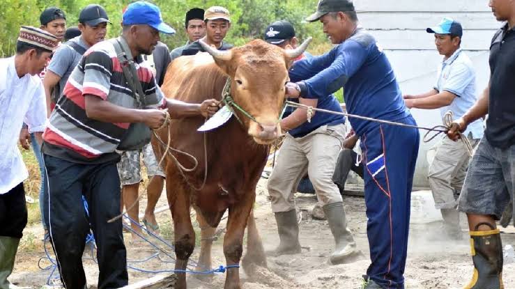 4 Dalil Al-Qur'an yang Berisikan Perintah Berkurban, Ketahui Apa Saja Manfaat Berkurban 