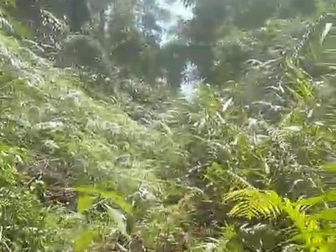 Akses Jalan Dusun Batu Ampar Desa Talang Beringin Seluma Utara Tertutup Rimba