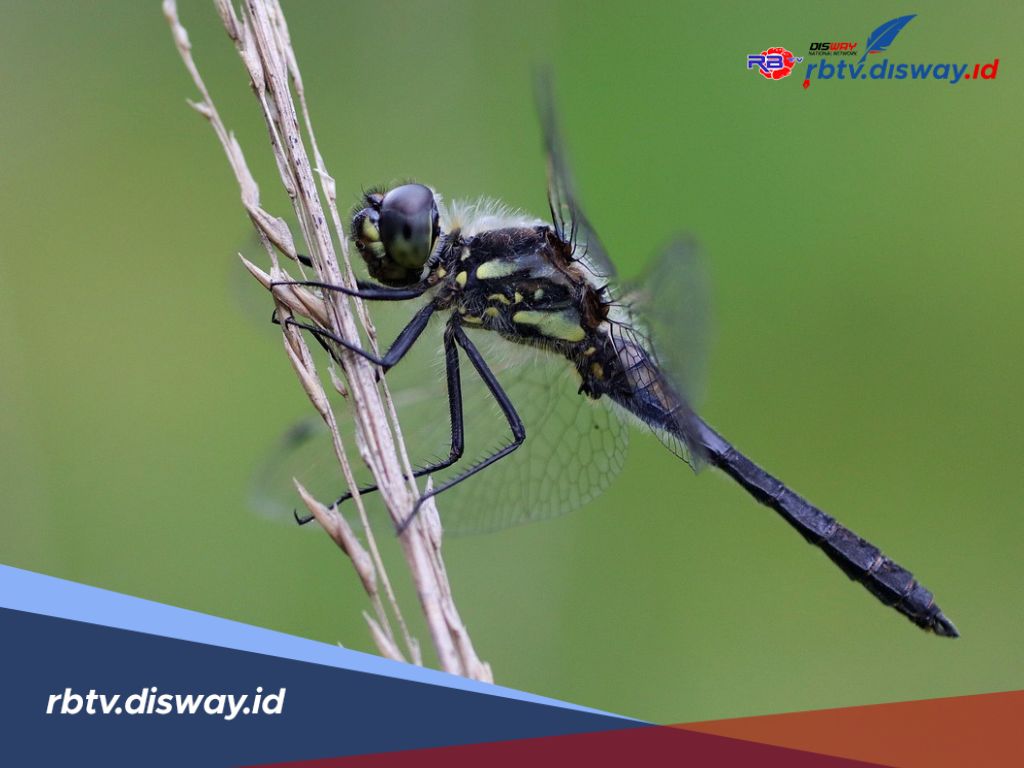 5 Arti Capung Masuk Rumah Malam Hari Menurut Islam