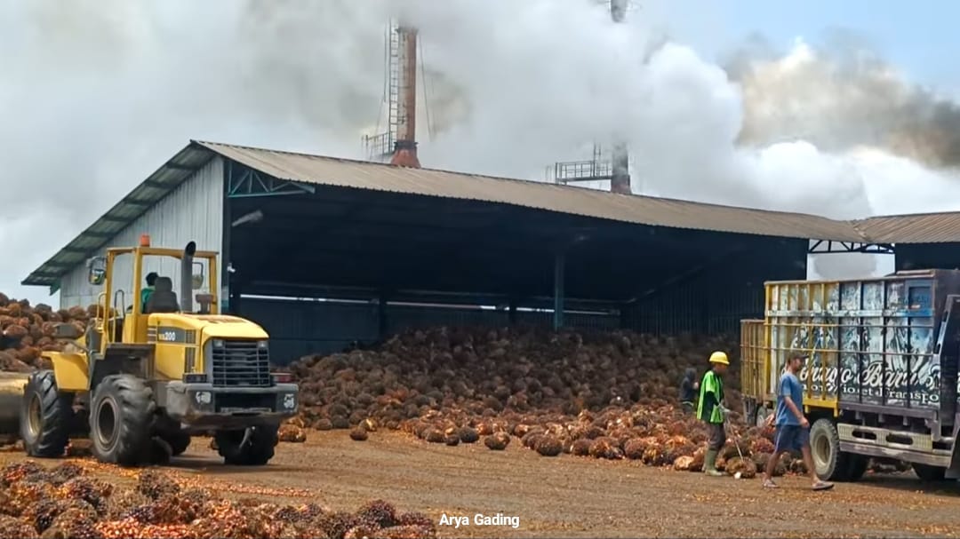 Harga Terbaru TBS Kelapa Sawit di Kabupaten Seluma Provinsi Bengkulu Hari Ini Kamis 29 Mei 2025