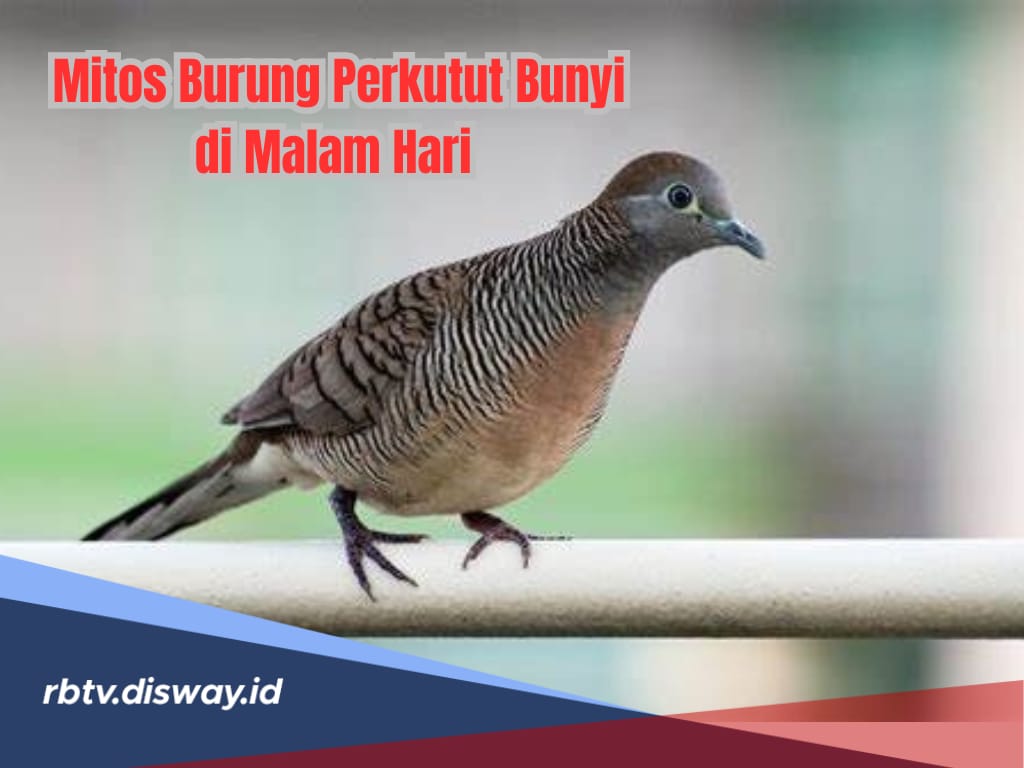 Burung Perkutut Bunyi di Malam Hari, Benarkah Tanda Datangnya Kesialan?