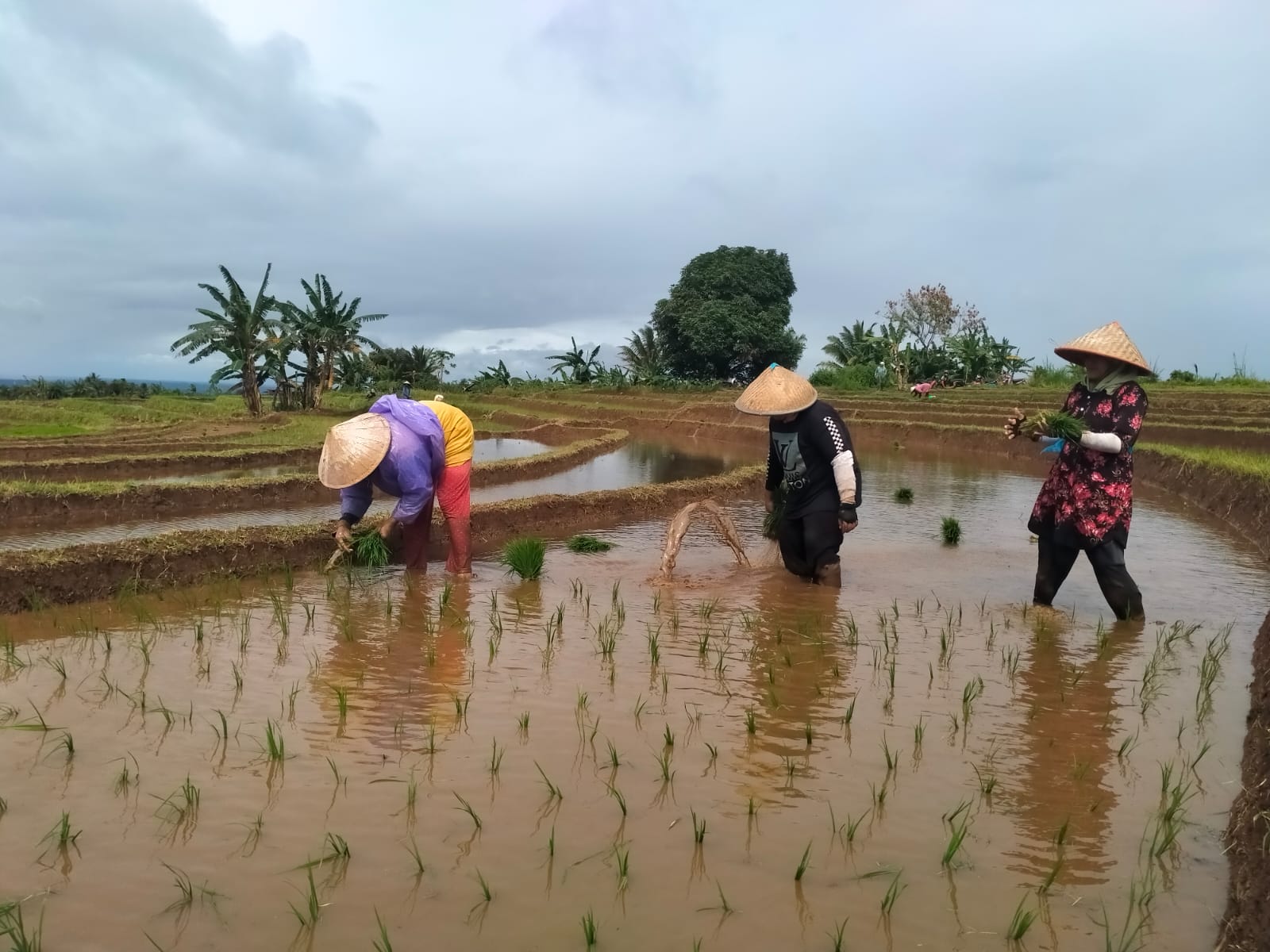 Segini Jatah Pupuk Subsidi di Bengkulu Utara Tahun 2025, Masih Kurang dari Kebutuhan