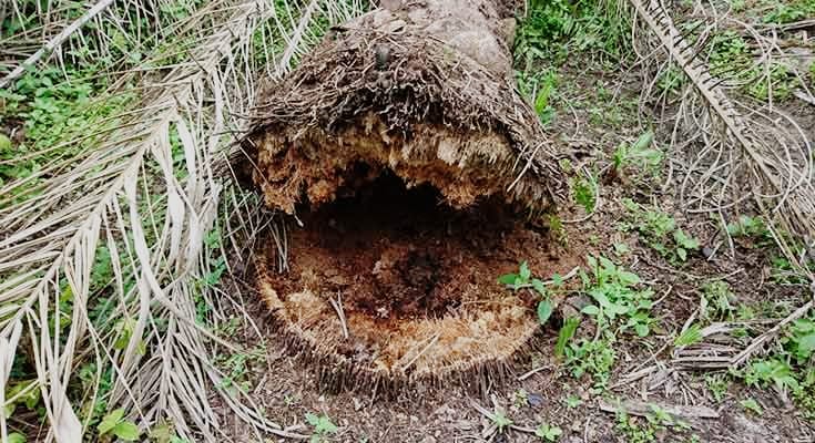 Jamur Ganoderma Sebabkan Ancaman Serius Perkebunan Sawit, Ini Cara Mengendalikannya