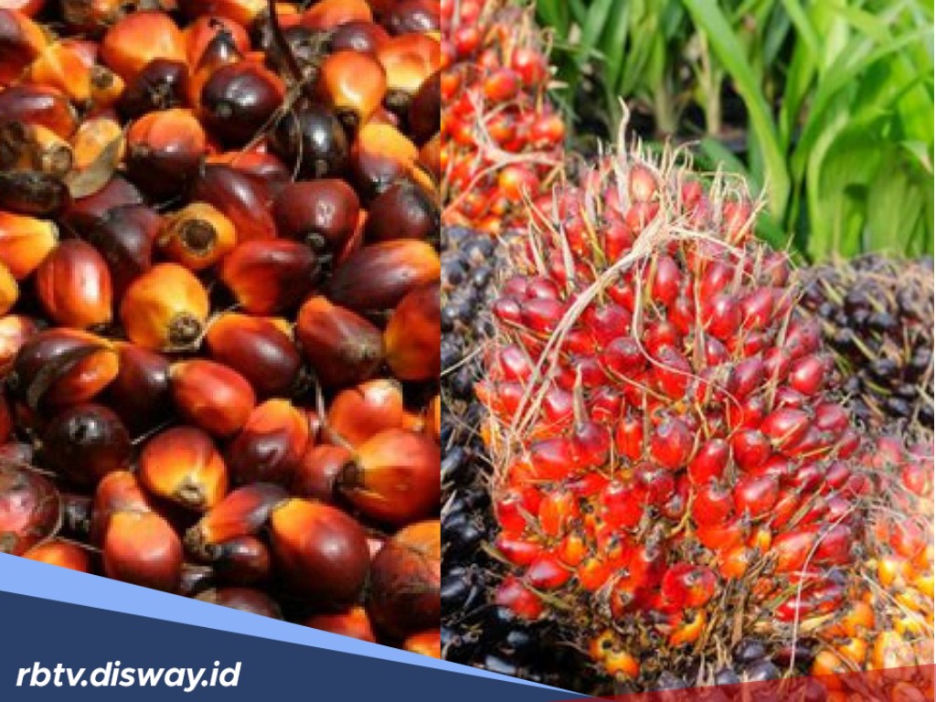 Naik Tipis, Ini Daftar Harga TBS Sawit di Sumatera Selatan Hari Ini