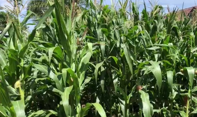 Lampaui Target, Proyek Tanam Jagung di Mukomuko Capai 314 Hektare