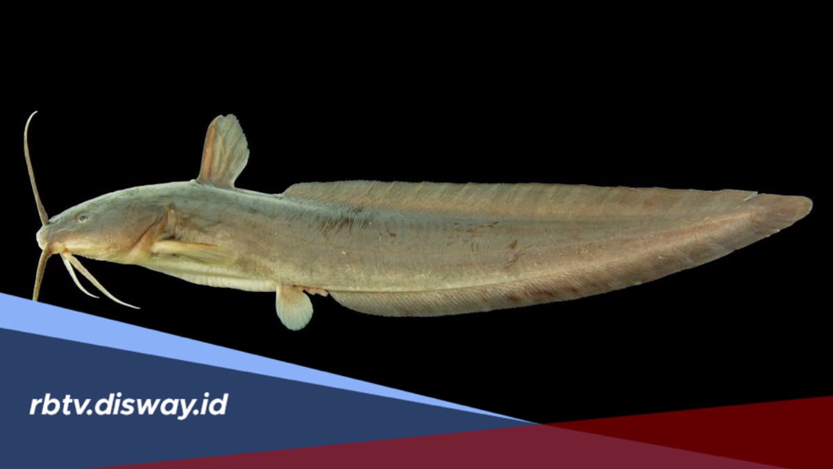 Banyak Mitosnya, Ternyata Ini Fakta tentang Ikan Sembilang