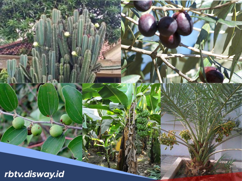 5 Tanaman ‘Sakti’ Pengusir Makhluk Halus di Rumah, Diantaranya Disebutkan Dalam Al-Quran