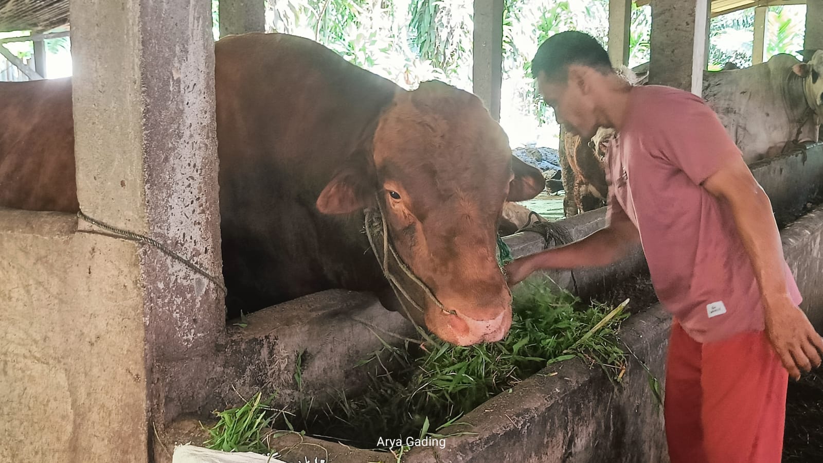 Presiden Prabowo Beli Sapi Kurban di Seluma, Bobotnya 910 Kilogram