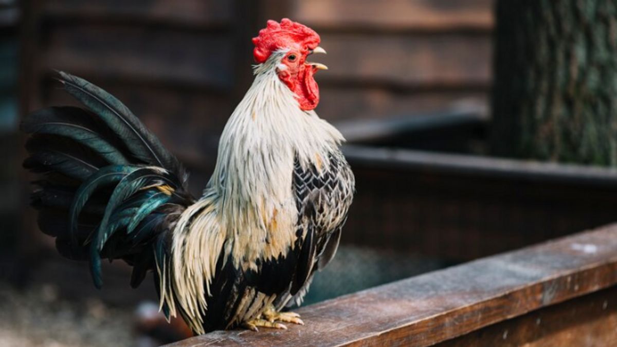 Arti Ayam Berkokok Malam Hari Menurut Primbon Jawa, Ternyata Pertanda Ini