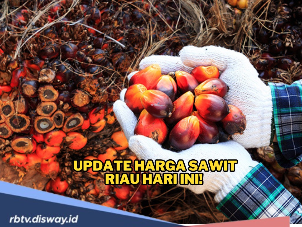Update Harga Sawit Riau Hari Ini! Turun Lagi, Harga TBS Plasma dan Swadaya Sama-sama Terkoreksi
