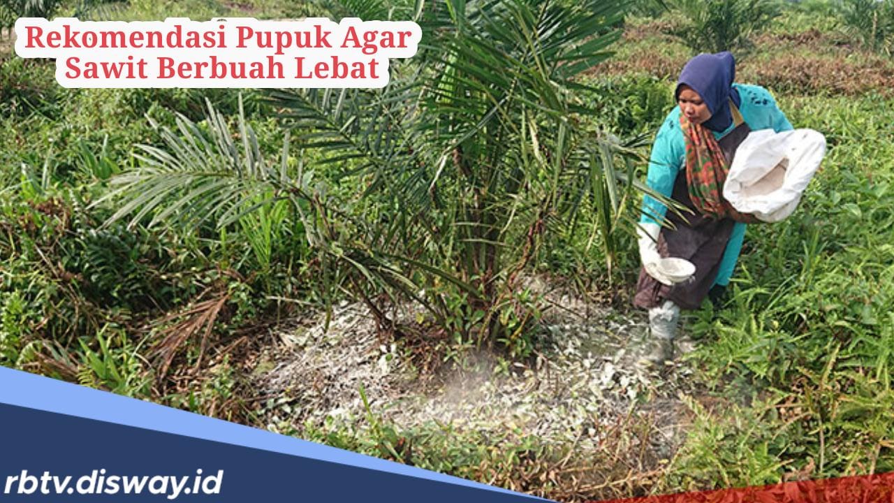 Ini Rekomendasi Jenis Pupuk Agar Sawit Berbuah Lebat Sesuai Tahap Pemupukan 