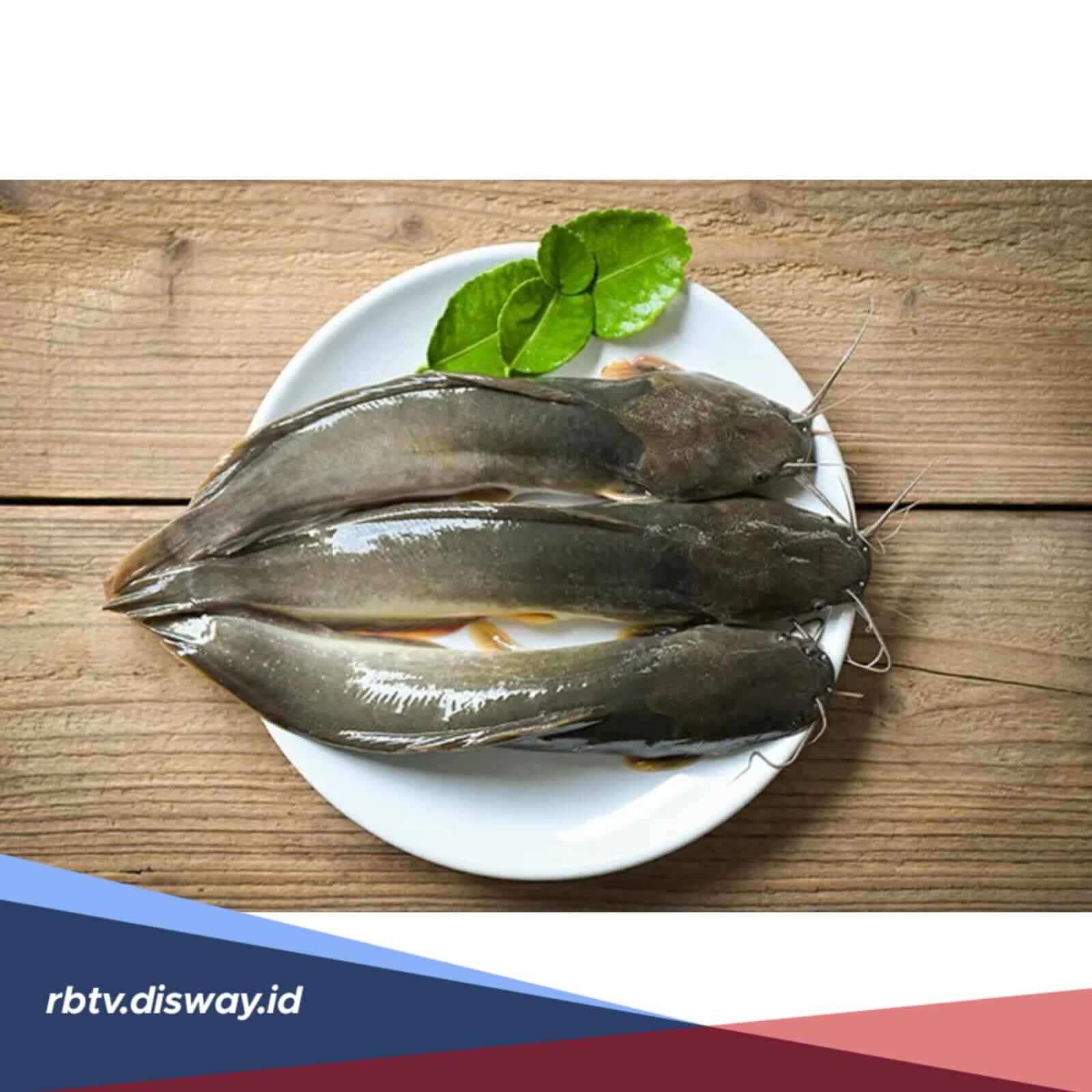 Dibalik Hidangan Kuliner Lezat dan Merakyat, Ini Mitos Ikan Lele Lamongan