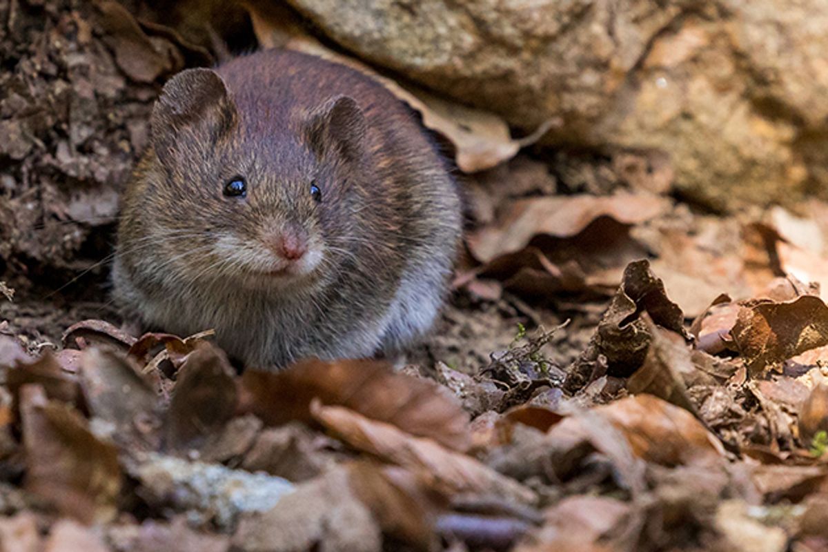 Belum Sempat Beli Racun, Pakai 14 Cara Ini Usir Tikus dari Rumah