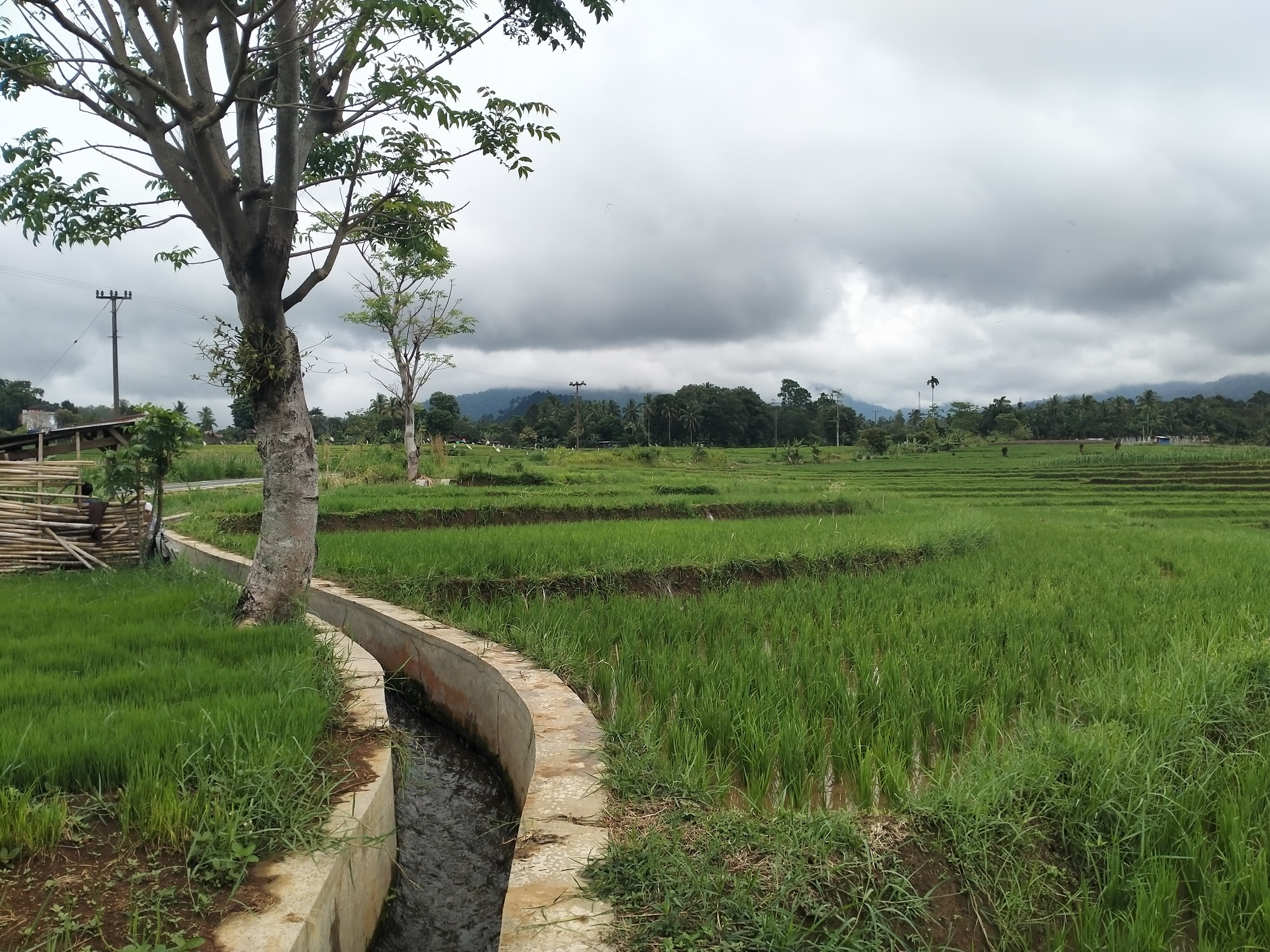 Ramadhan Diperkirakan Masuk Masa Panen Perdana 2025, Petani Khawatir Harga Gabah