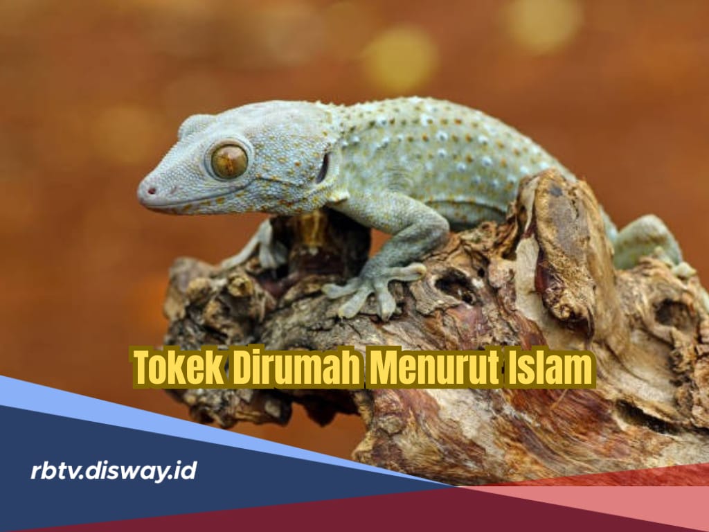 Jangan Diusir, Ada Tokek di Rumah Menurut Islam Pembawa Keberuntungan, Apa Saja?
