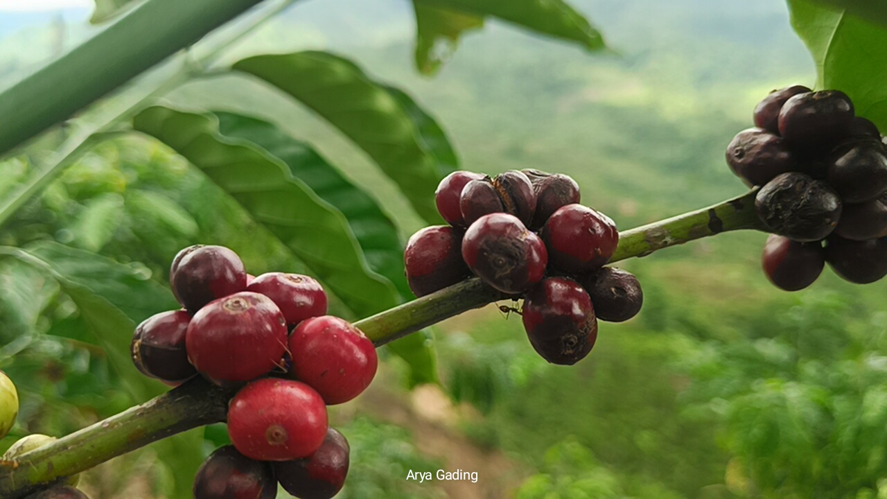 Harga Kopi Terbaru di Kabupaten Seluma, Petani Semakin Senang