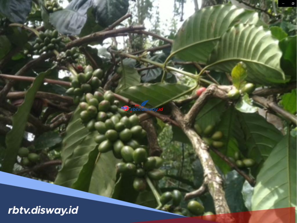Sempat Meroket, Kini Petani di Lebong Keluhkan Harga Kopi Tidak Stabil
