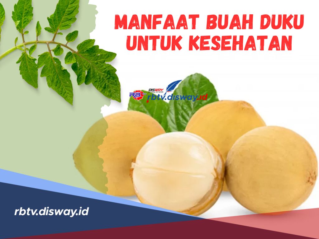 Rahasia Tersembunyi! Ini Manfaat Buah Duku untuk Kesehatan, Salah Satunya Mencegah Penuaan Dini