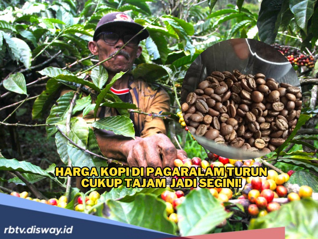 Harga Kopi di Pagaralam Turun Cukup Tajam Menjelang Panen Raya Jadi Segini