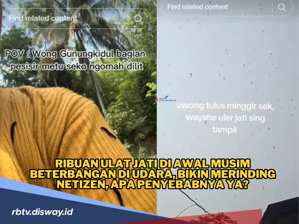 Fenomena Ribuan Ulat jati Beterbangan Langit Gunung Kidul 