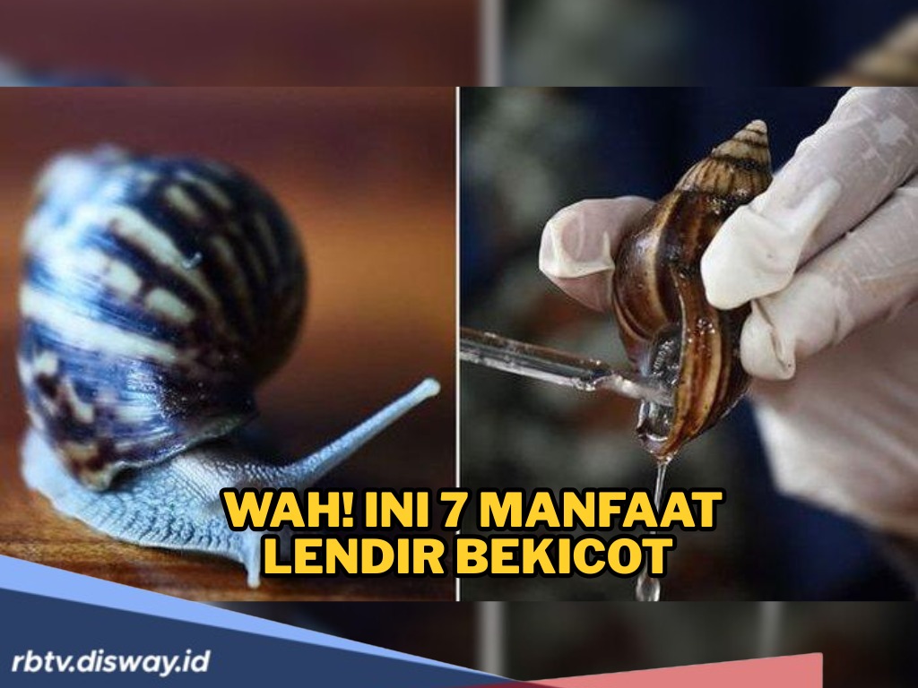 Siapa Sangka, Ternyata Ini 7 Manfaat Lendir Bekicot, Bisa Jadi Bahan Skincare Alami 