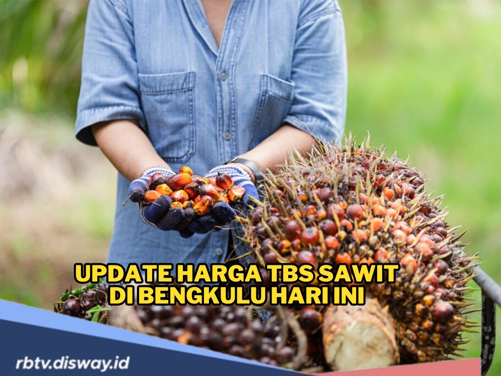 Update Harga TBS Sawit di Bengkulu Hari Ini, Harga Stabi, Petani Diminta Waspada Harga di Lapangan