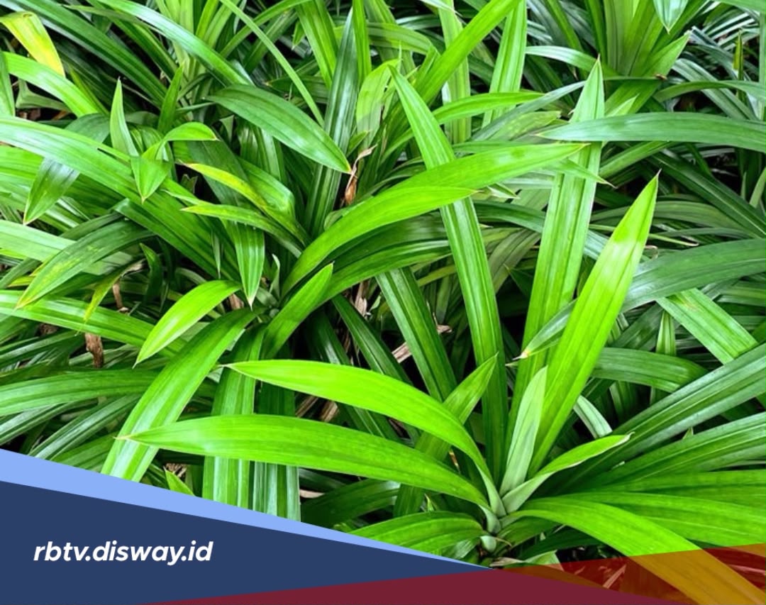 Manfaat Daun Pandan untuk Kecantikan dan Cara Mengolahnya