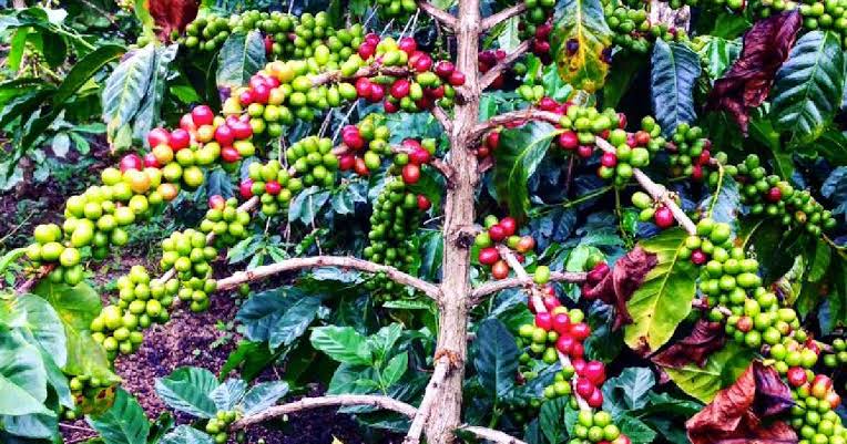 Di Daerah Ini, Harga Kopi Naik hingga Rp 85 Ribu per Kilogram