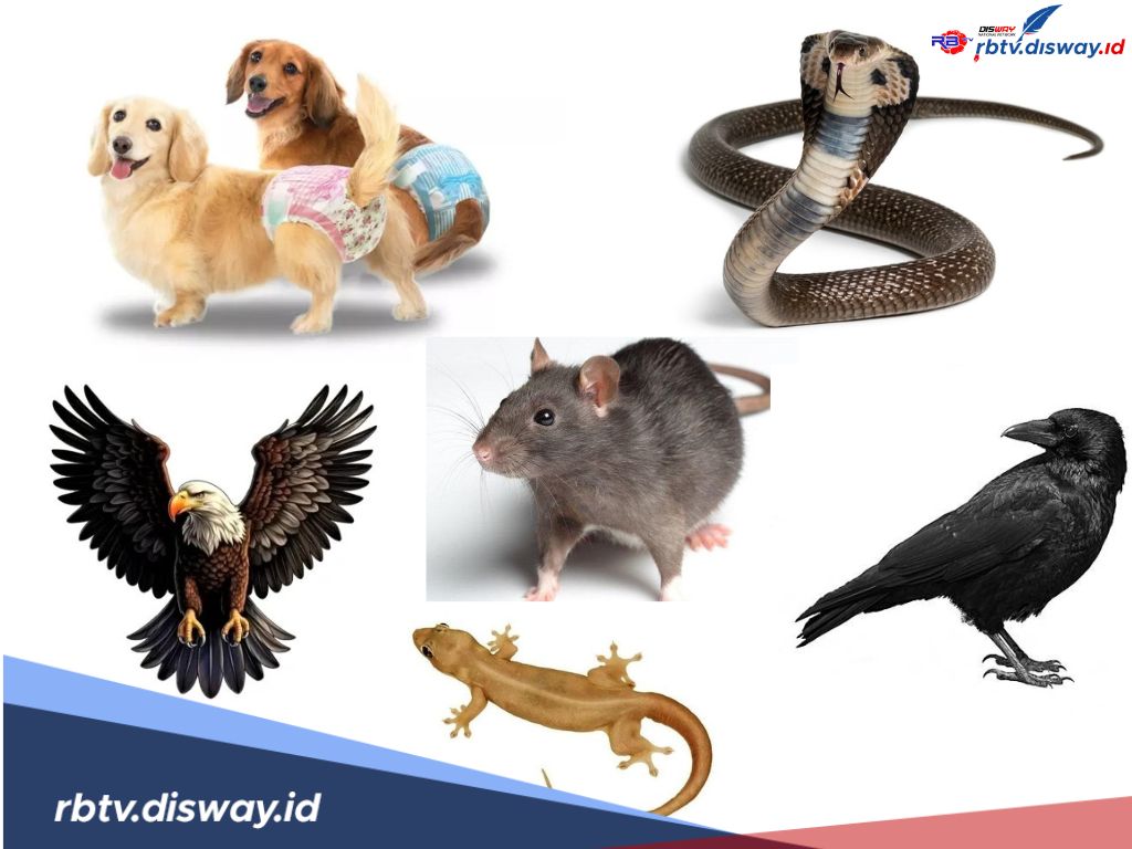 Bukan Tanpa Alasan, Islam Melarang 6 Hewan Ini untuk Dipelihara 