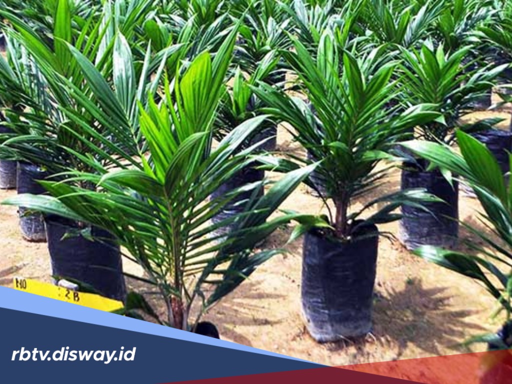 Mau Buah Sawit Besar dan Lebat, Begini Rahasia saat Menanam Bibitnya Menurut Ahli