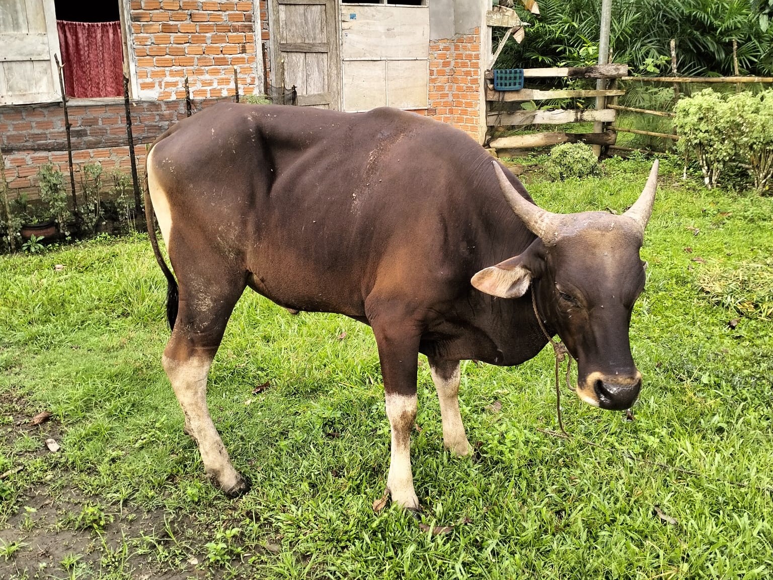 20 Ekor Sapi Sudah Terpapar Jembrana, Peternak Sapi di Seluma Resah