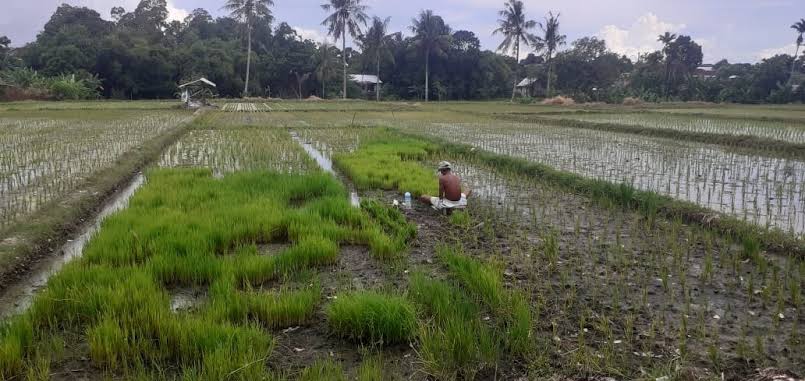 Fenomena La Nina di Indonesia, Ini Dampaknya Terhadap Sektor Pertanian